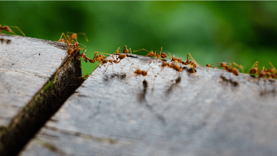 ants working together