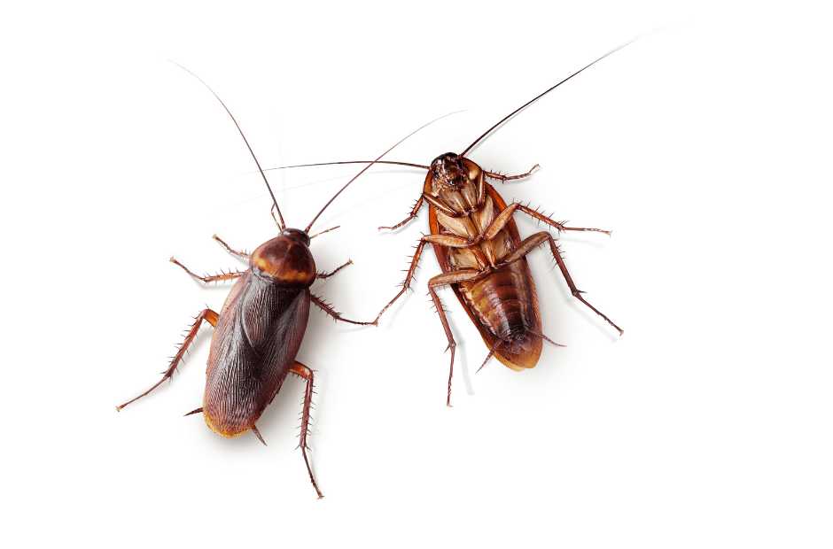 Cockroaches