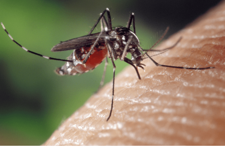 mosquito biting hand
