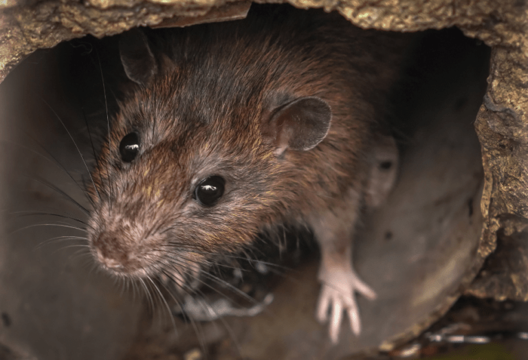 rats in a tunnel